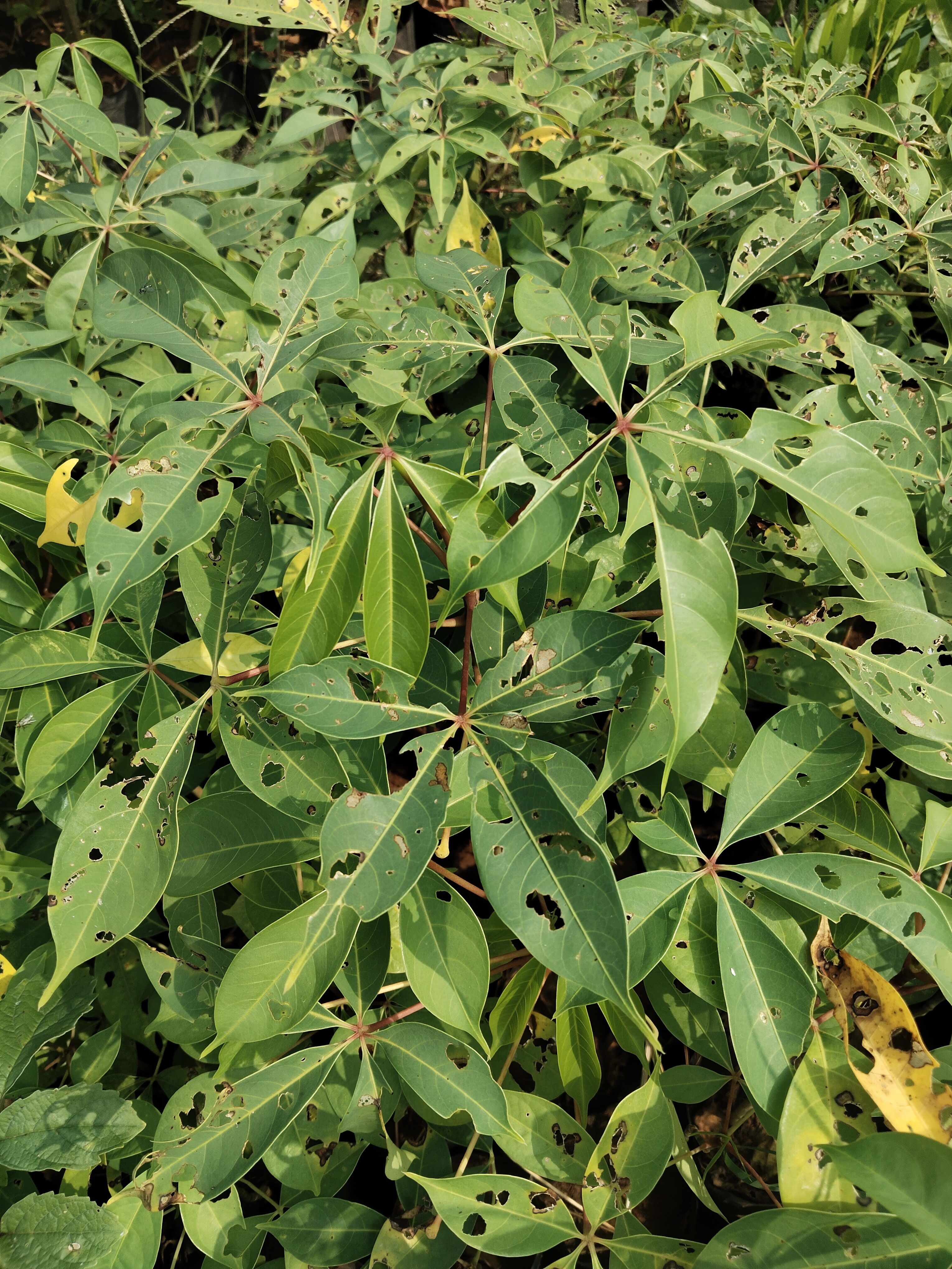 Bombax ceiba, Silk Cotton Tree, mulilavam, முள்இளவம்