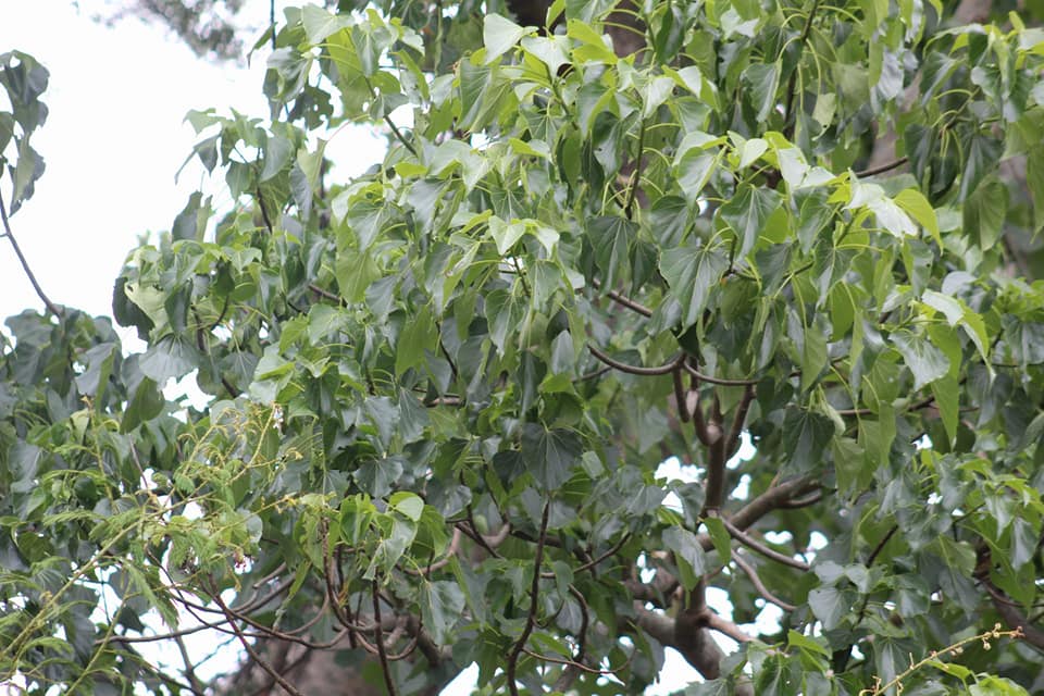 Gyrocarpus americanus, Helicopter Tree, vellaithankku, வெள்ளைதணக்கு