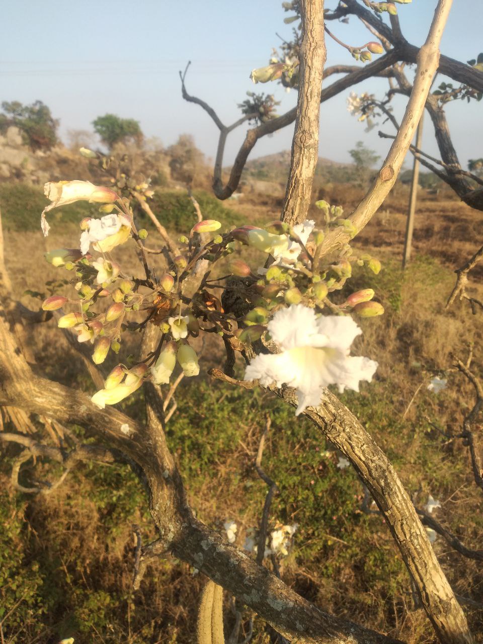 Radermachera xylocarpa, Padri Tree, pathiri, பாதிரி