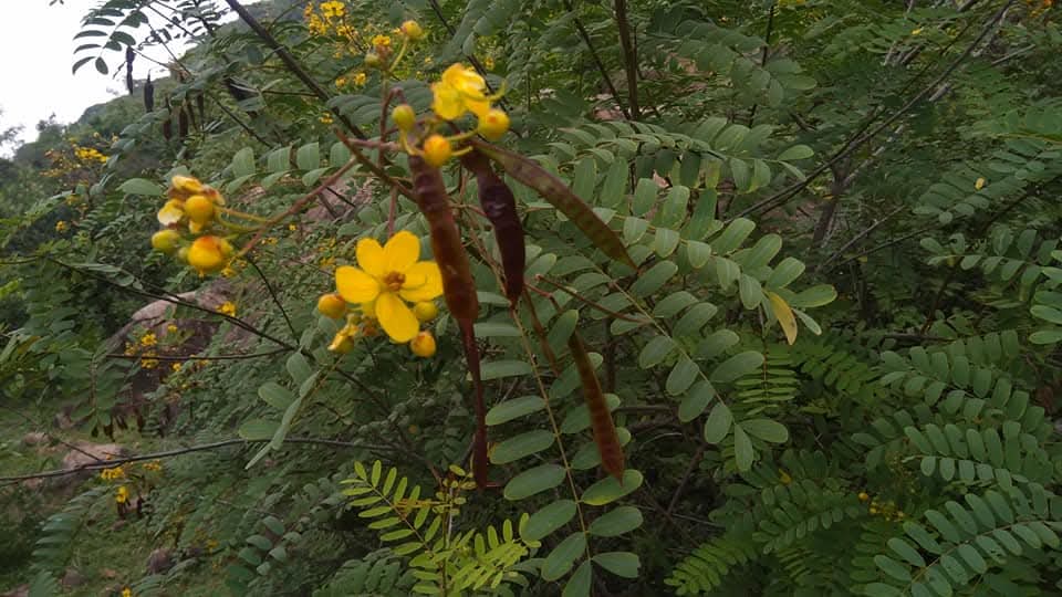 Senna montana, Mountain Cassia, malai aavaram, மலை ஆவாரம்