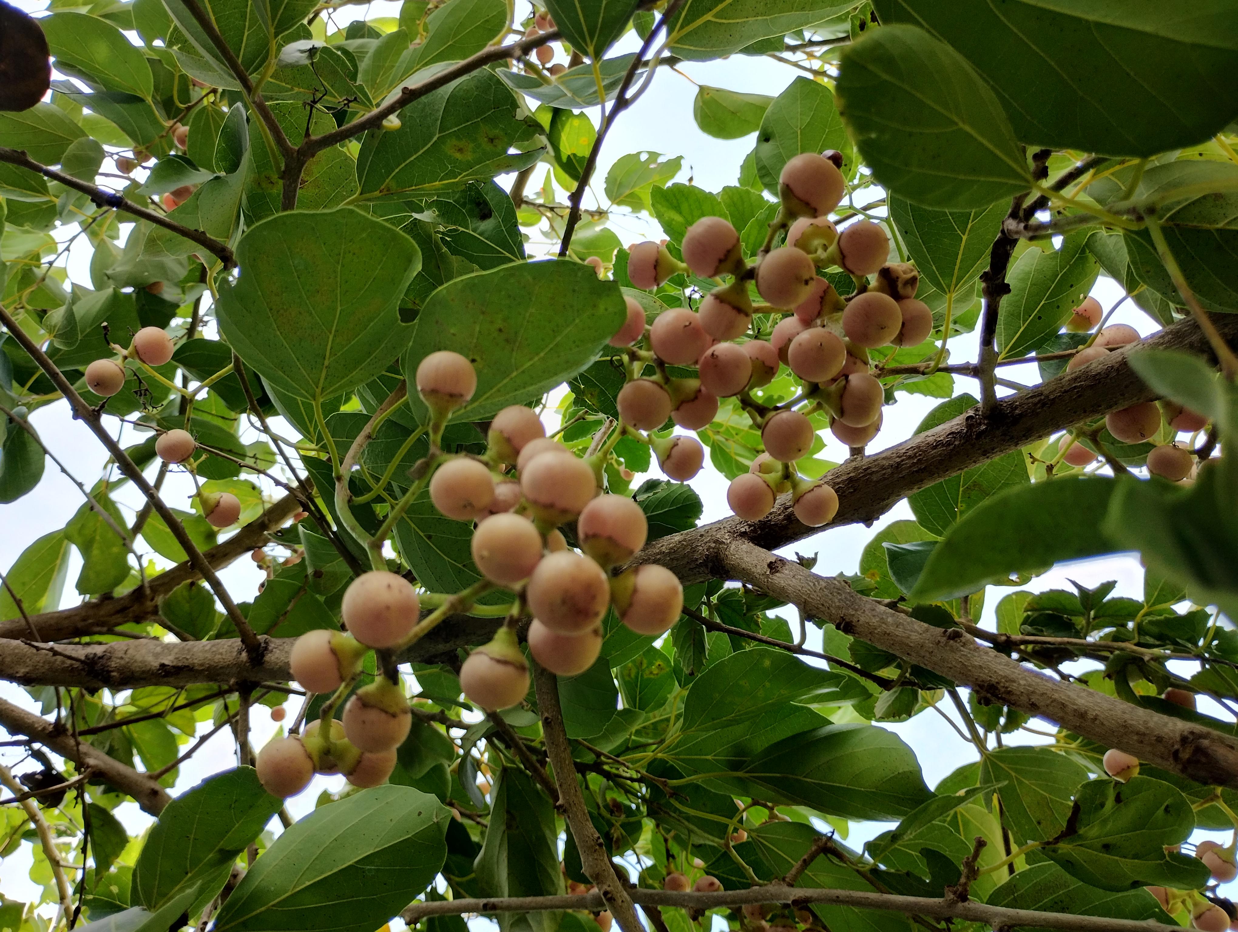 Cordia myxa, Indian cherry, naruvizhi, நறுவிழி