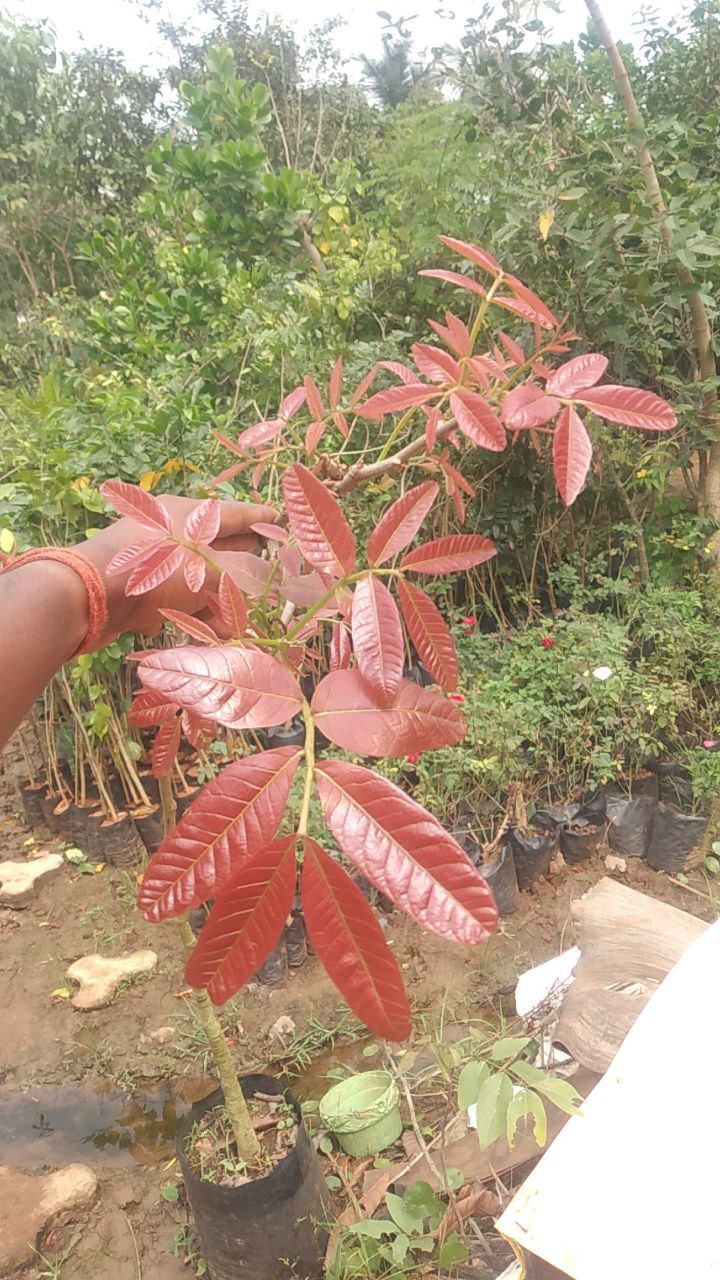Schleichera oleosa,Ceylon oak, kumpathiri, கும்பாதிரி