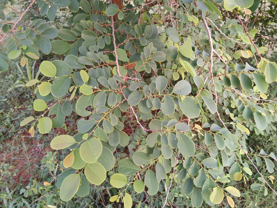 Cliestanthus collinus