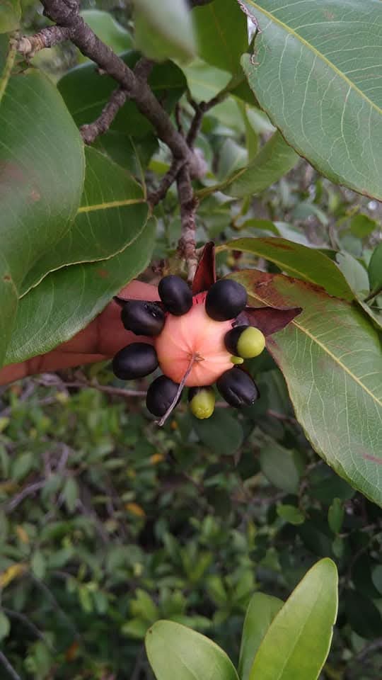 Ochna obtusata, Mickey Mouse Plant, silanthi, சிலந்தி 