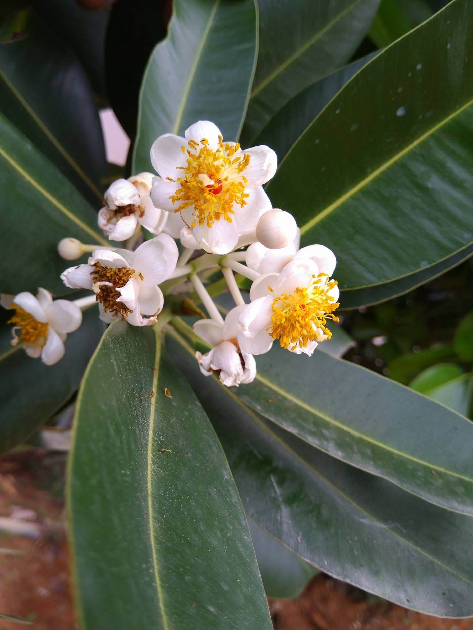 Calophyllum inophyllum, Indian laurel, punnai, புன்னை
