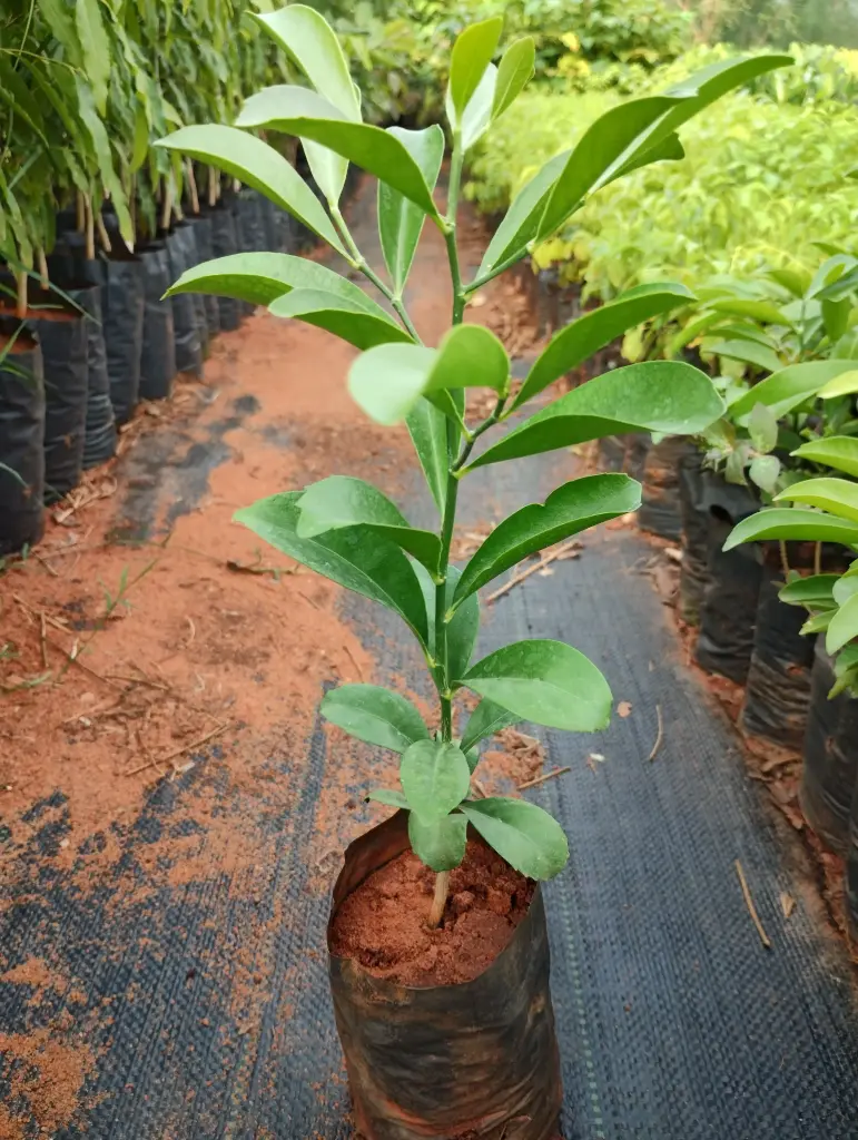 Suregada angustifolia, South Indian Suregada, kakaipalai, காகைபாலை