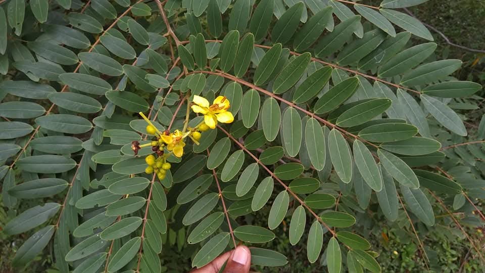 Senna montana, Mountain Cassia, malai aavaram, மலை ஆவாரம்