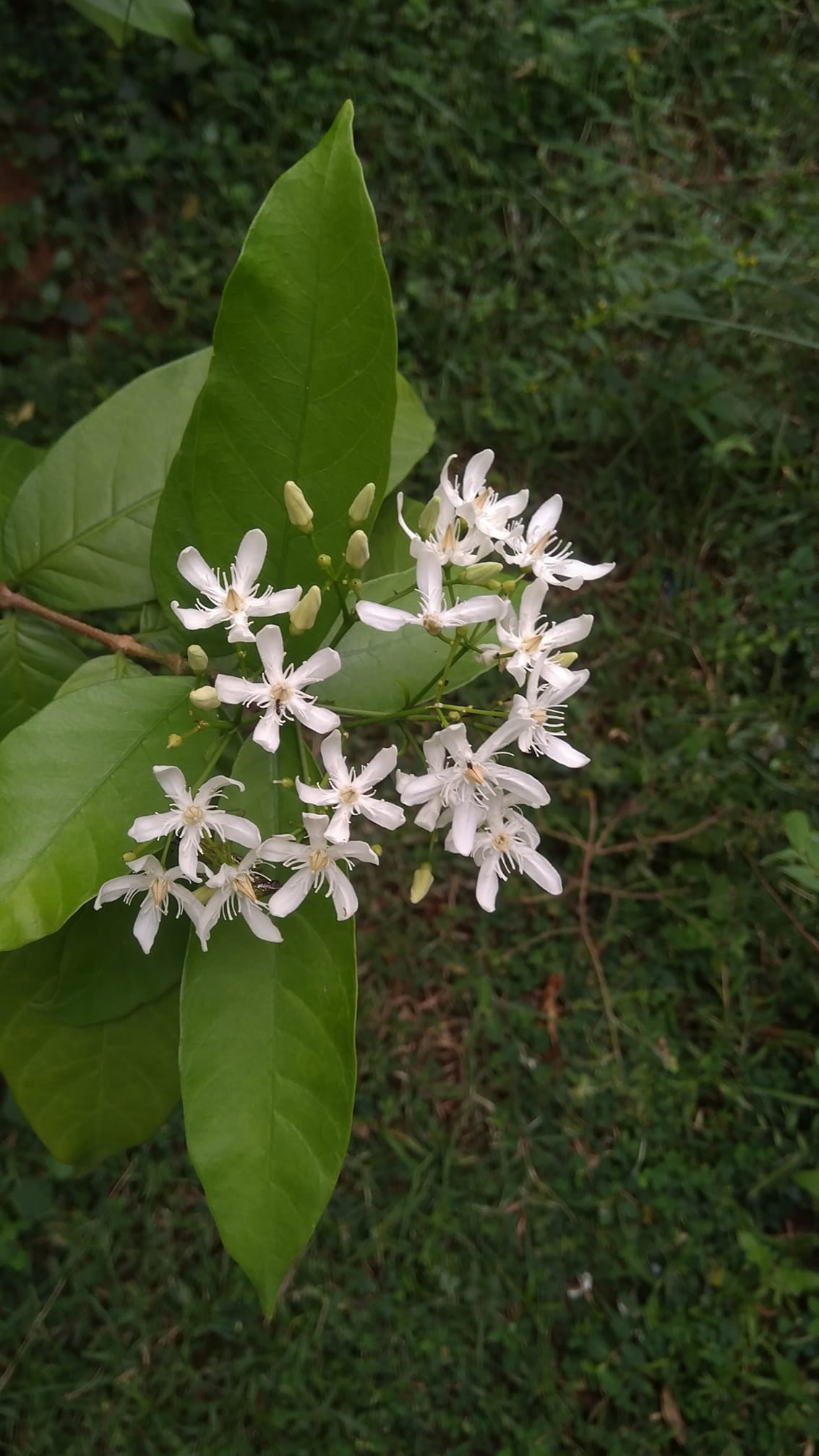 Wrightia tinctoria, Dyers’s oleander, veppalai, வெப்பாலை 