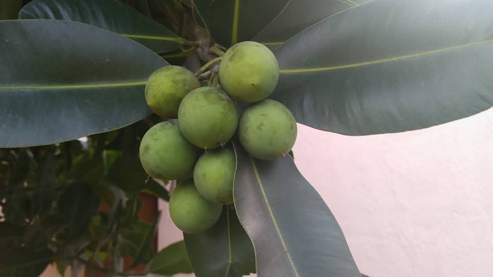 Calophyllum inophyllum, Indian laurel, punnai, புன்னை