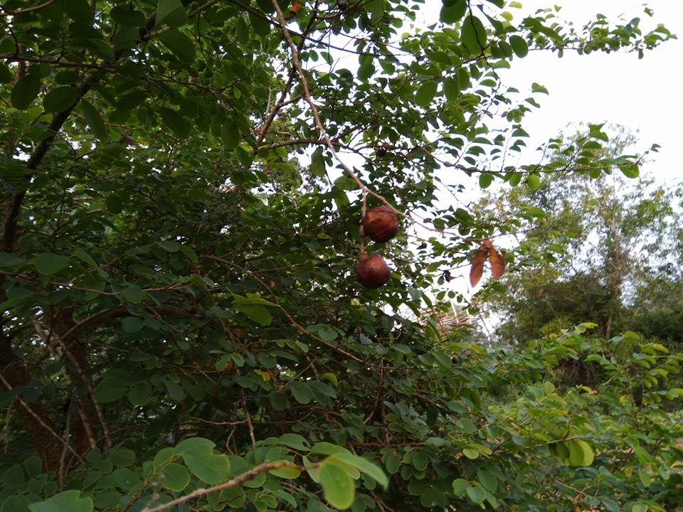 Cliestanthus collinus