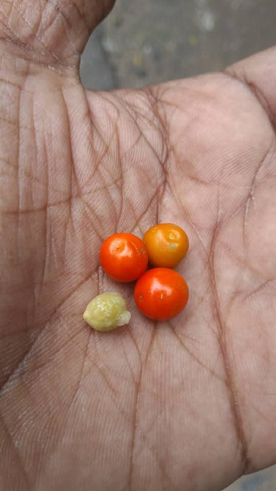 Drypetes seiparia, Hedge Boxwood, kalveerai, veerai, கல்வீரை, வீரை