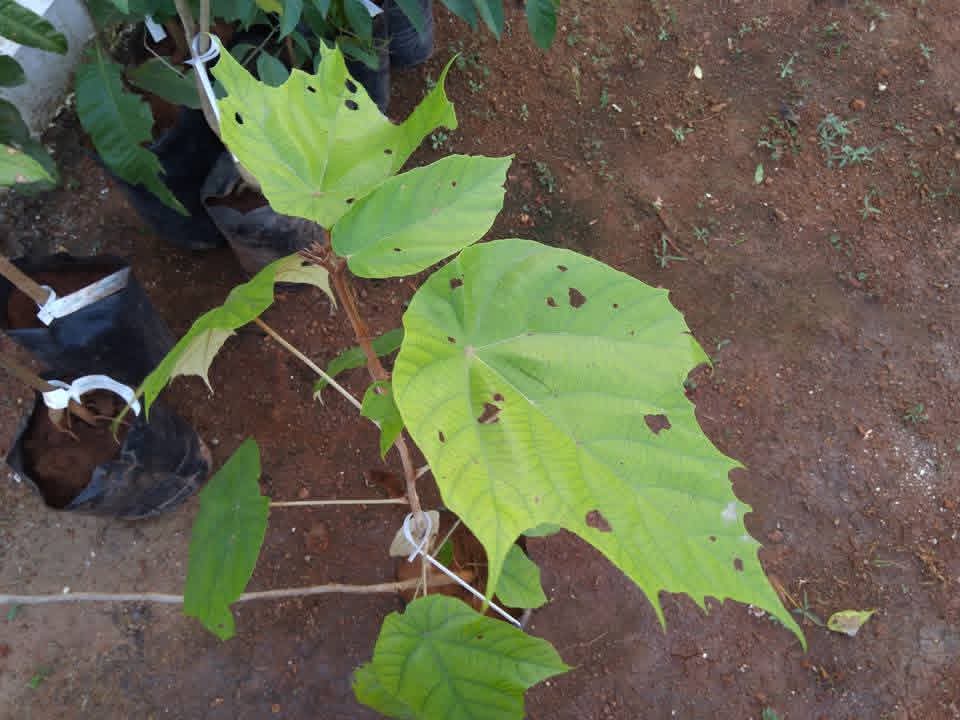 Pterospermum acerifolium, Kanak Champa, vennangu, வெண்ணங்கு