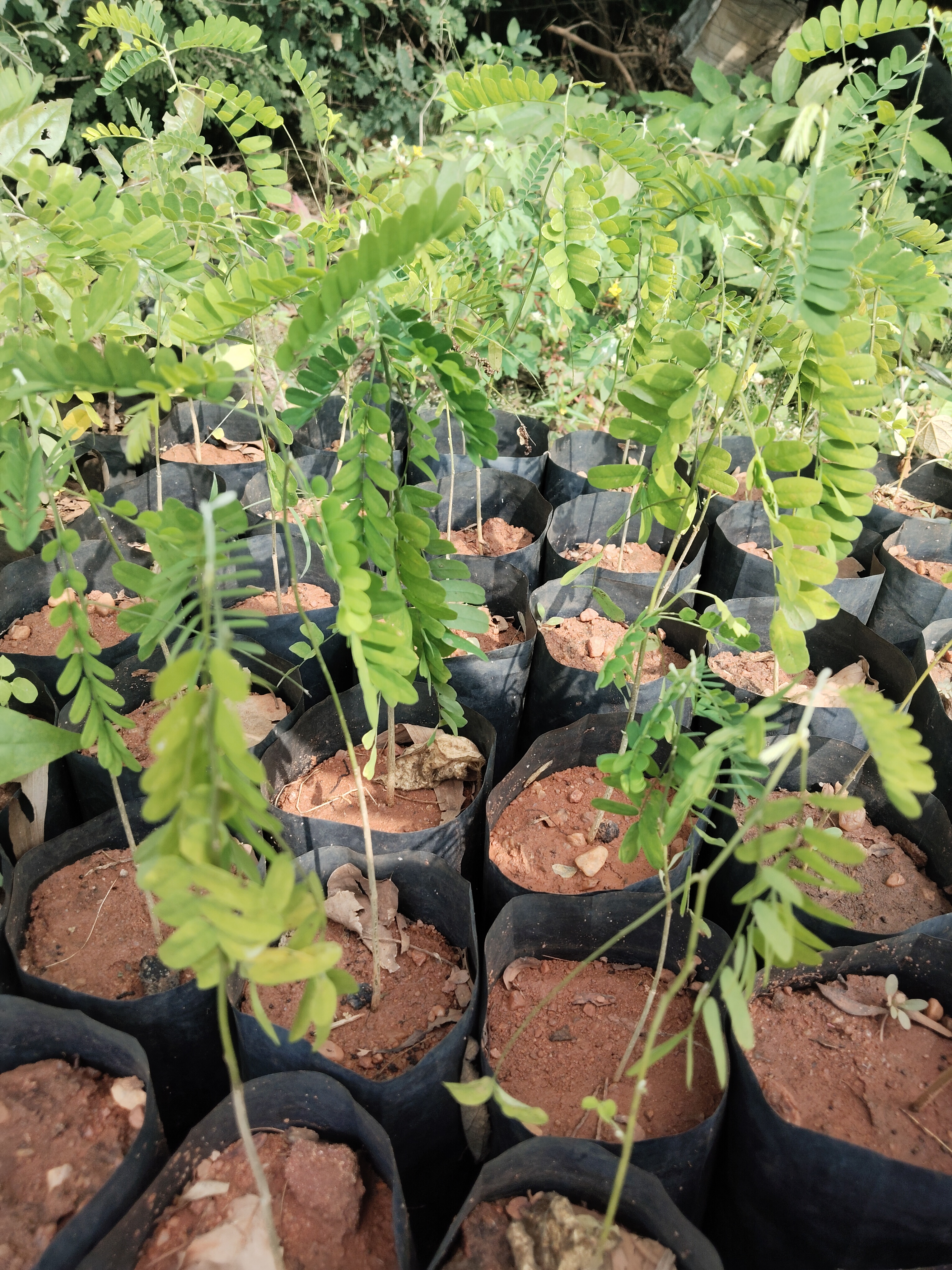 Abrus precatorius(black) , karuppu kundrumani, கருப்பு குன்றுமணி