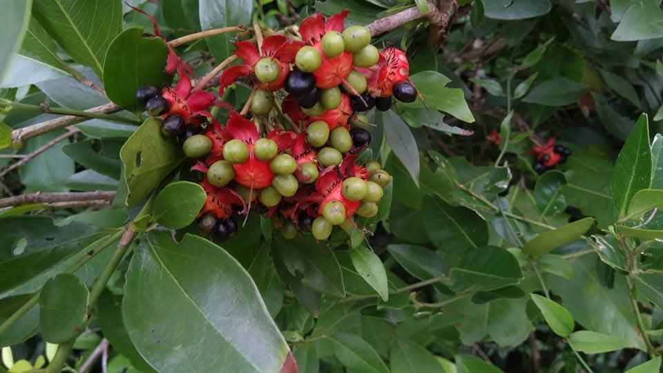Ochna obtusata, Mickey Mouse Plant, silanthi, சிலந்தி 