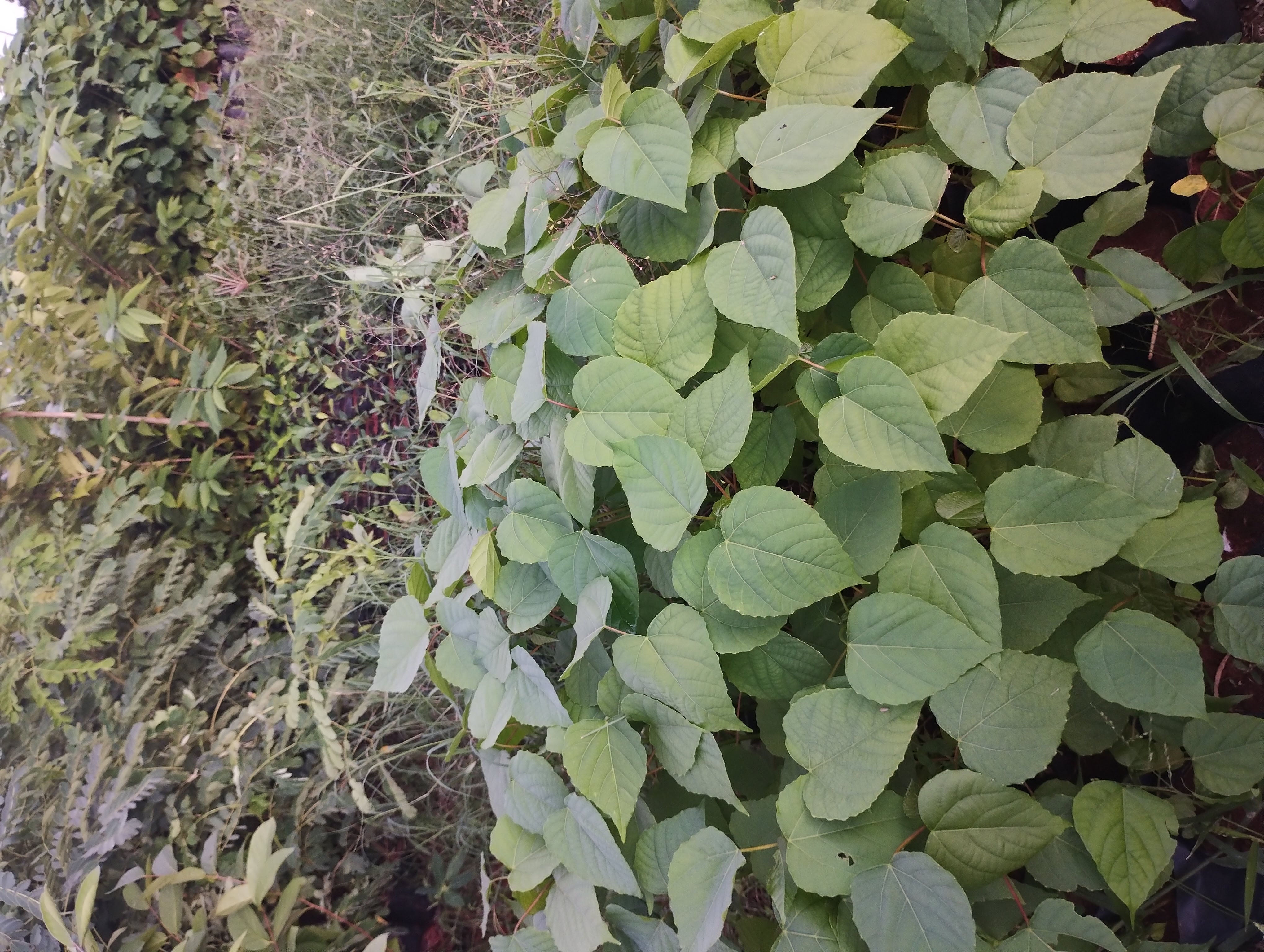 Trewia nudiflora, False White Teak, aathuarasu, kaanchimaram, ஆத்தரசு, காஞ்சிமரம்