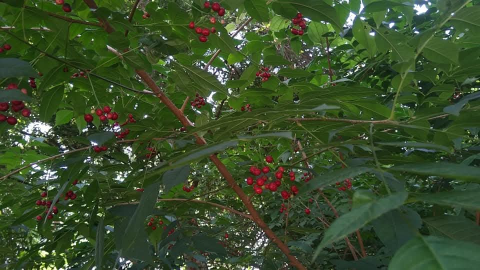 Cipadessa baccifera,Oriental Purpleberry, pulippanchedi, புளிப்பன் செடி