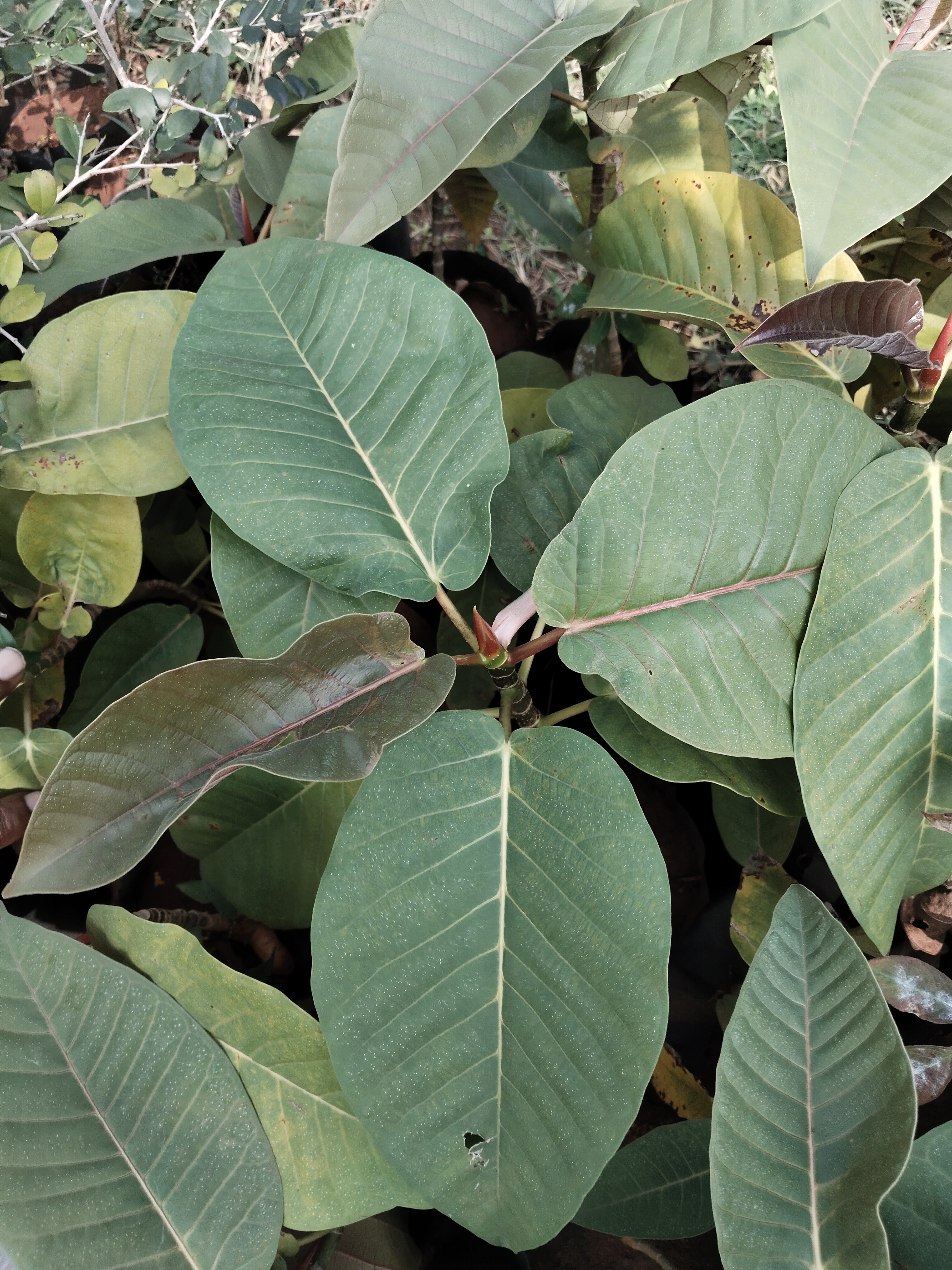 Ficus albipila, Abbey Tree, Abbey Fig, 