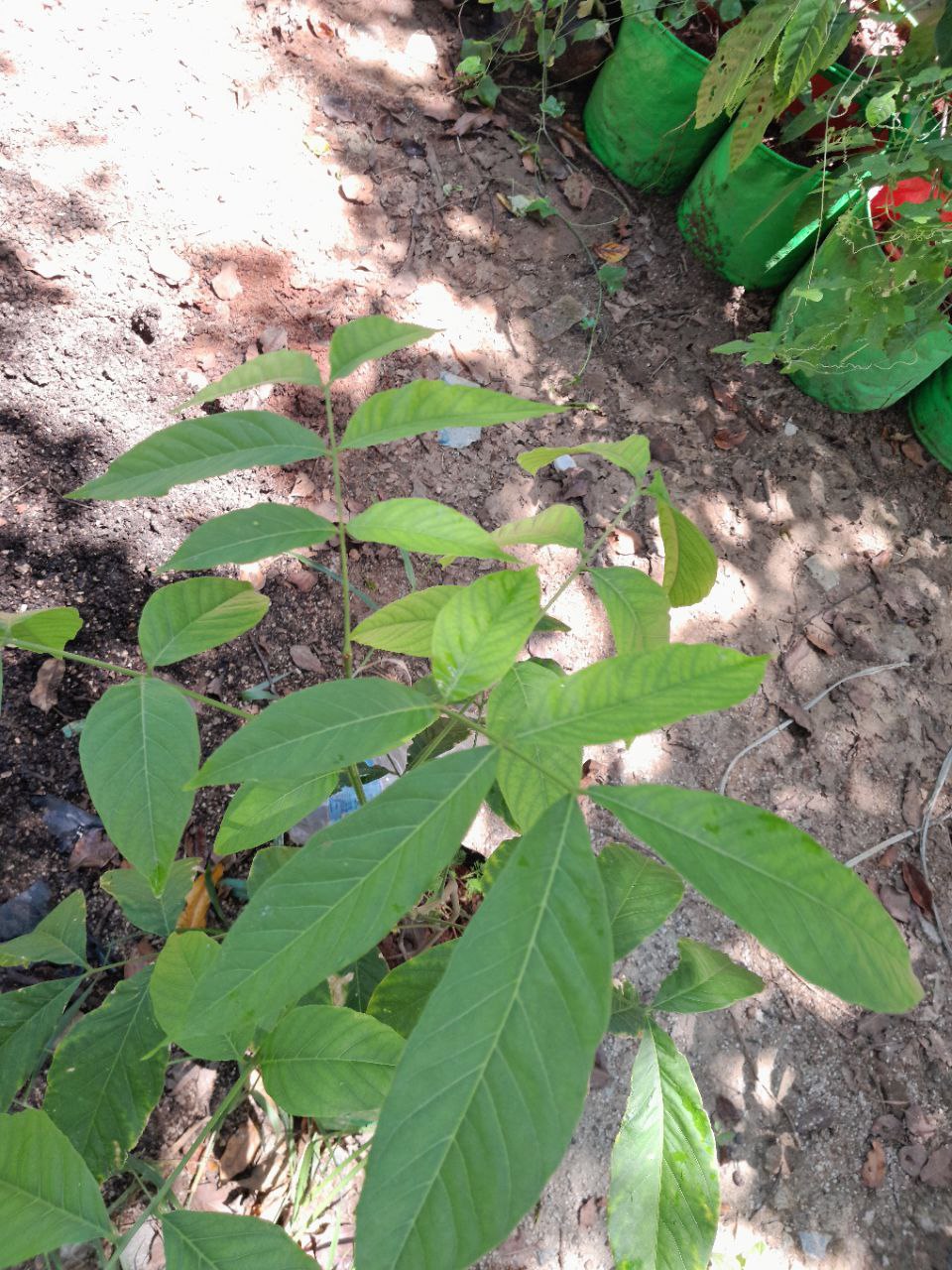 Sapindus trifoliatus, South India Soapnut, poovanthi, பூவந்தி