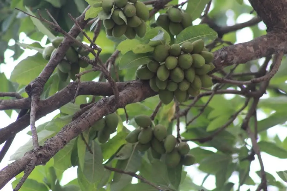 Madhuca longifolia, Indian butter tree, iluppai, இலுப்பை