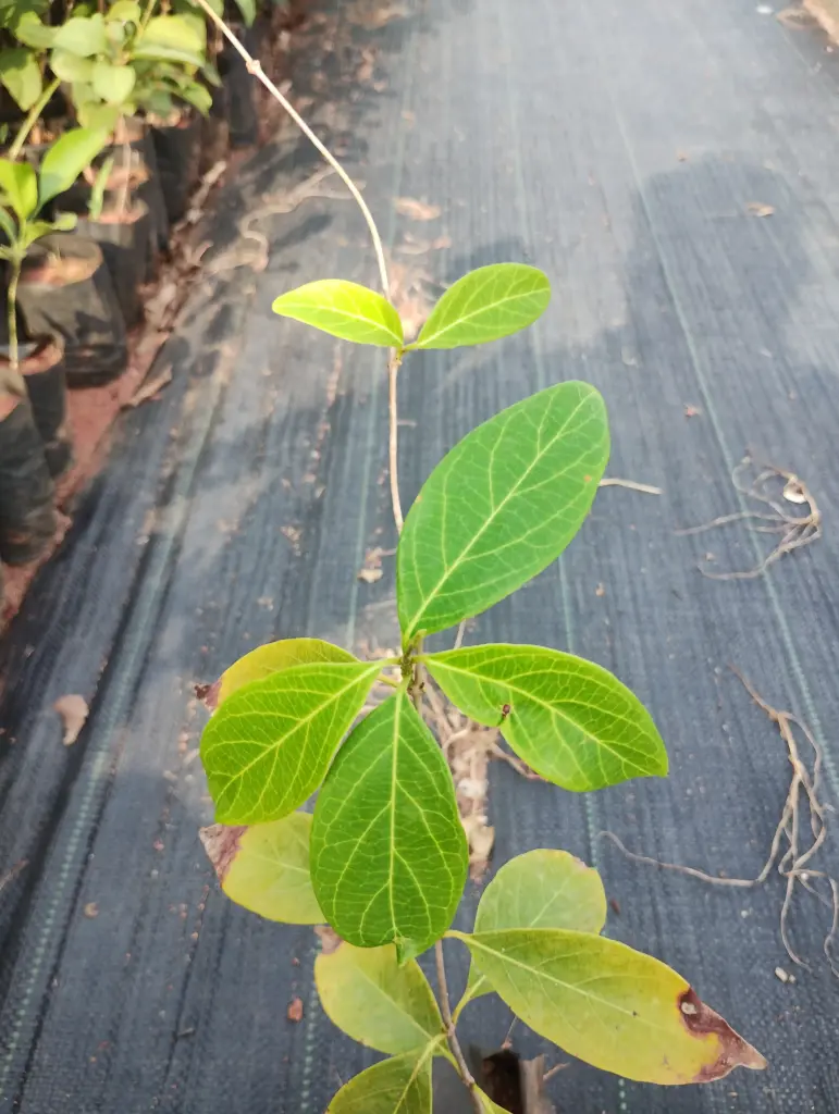 Cryptolepis grandiflora
