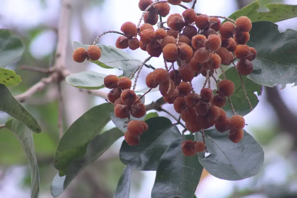 Sapindus Trifoliatus, South Indian soap nut, Three leaf soapberry, பூவந்தி