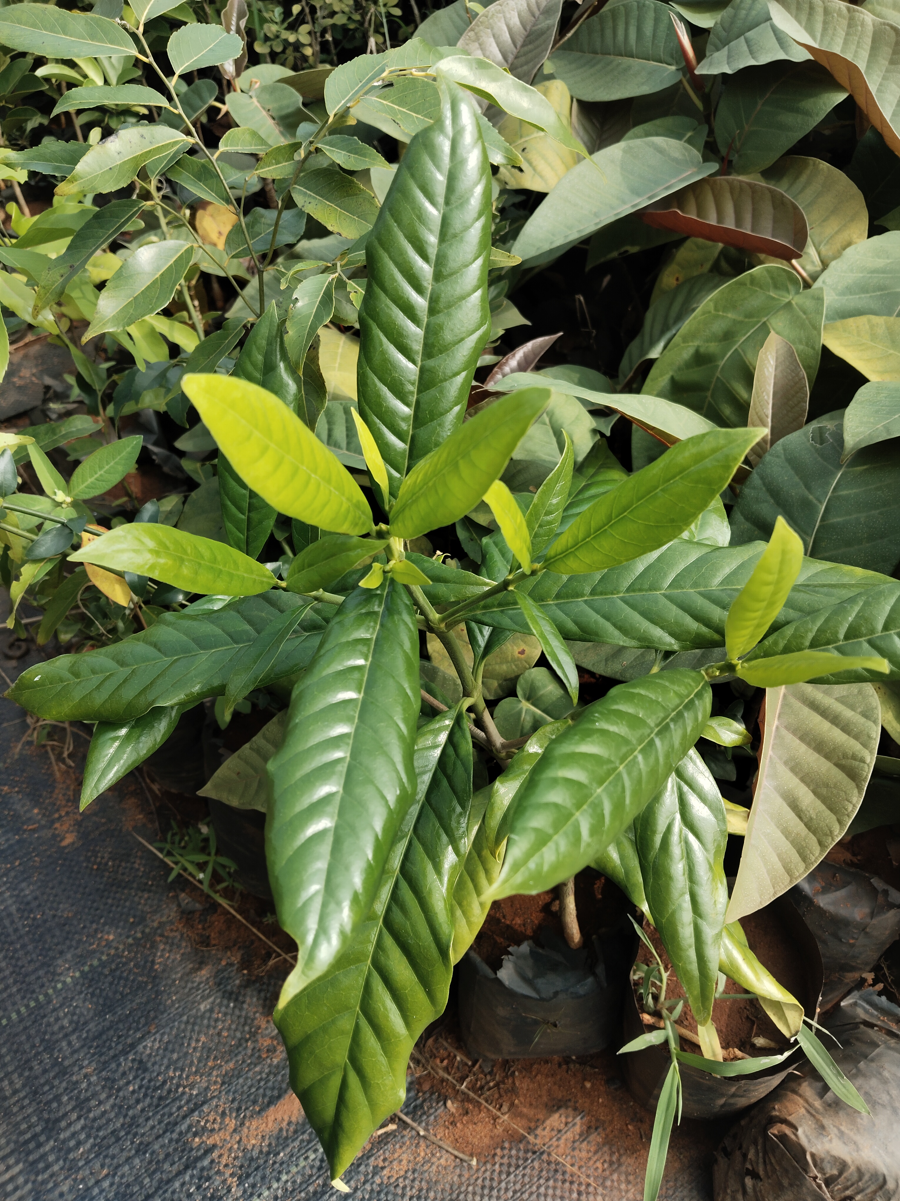 Tarenna asiatica , Asiatic Tarenna, tharani, தரணி 