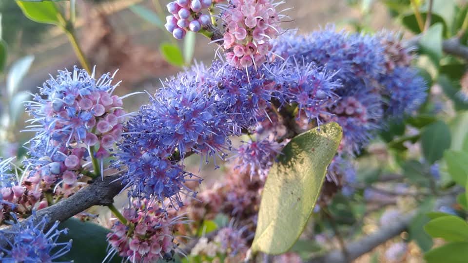 Memecylon umbellatum, Ironwood tree, kayampoo, kasaan, காயாம்பூ, காசான்