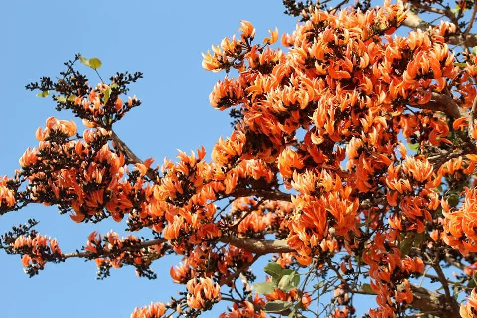 புரசு, பலாசு, முருக்கன்,Butea monosperma, Flame of the Forest, bastard teak, battle of Plassey tree, Bengal kino, palas tree, parrot tree