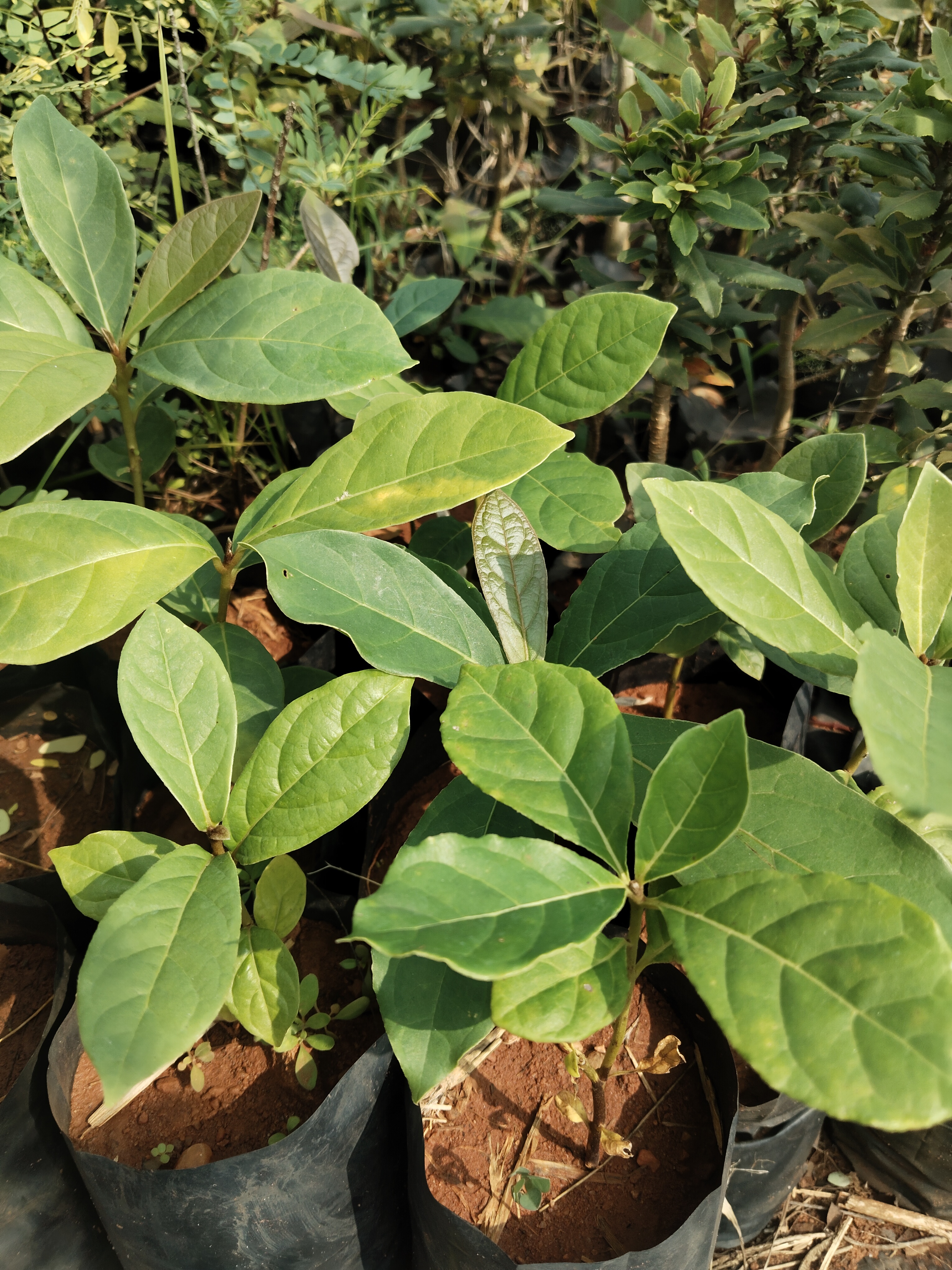 Terminalia bellirica, Belliric Myrobalan, Thanrikaai, தான்றிகாய் 