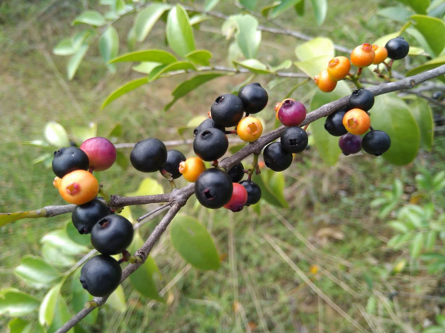 Memecylon umbellatum, Ironwood tree, kayampoo, kasaan, காயாம்பூ, காசான்