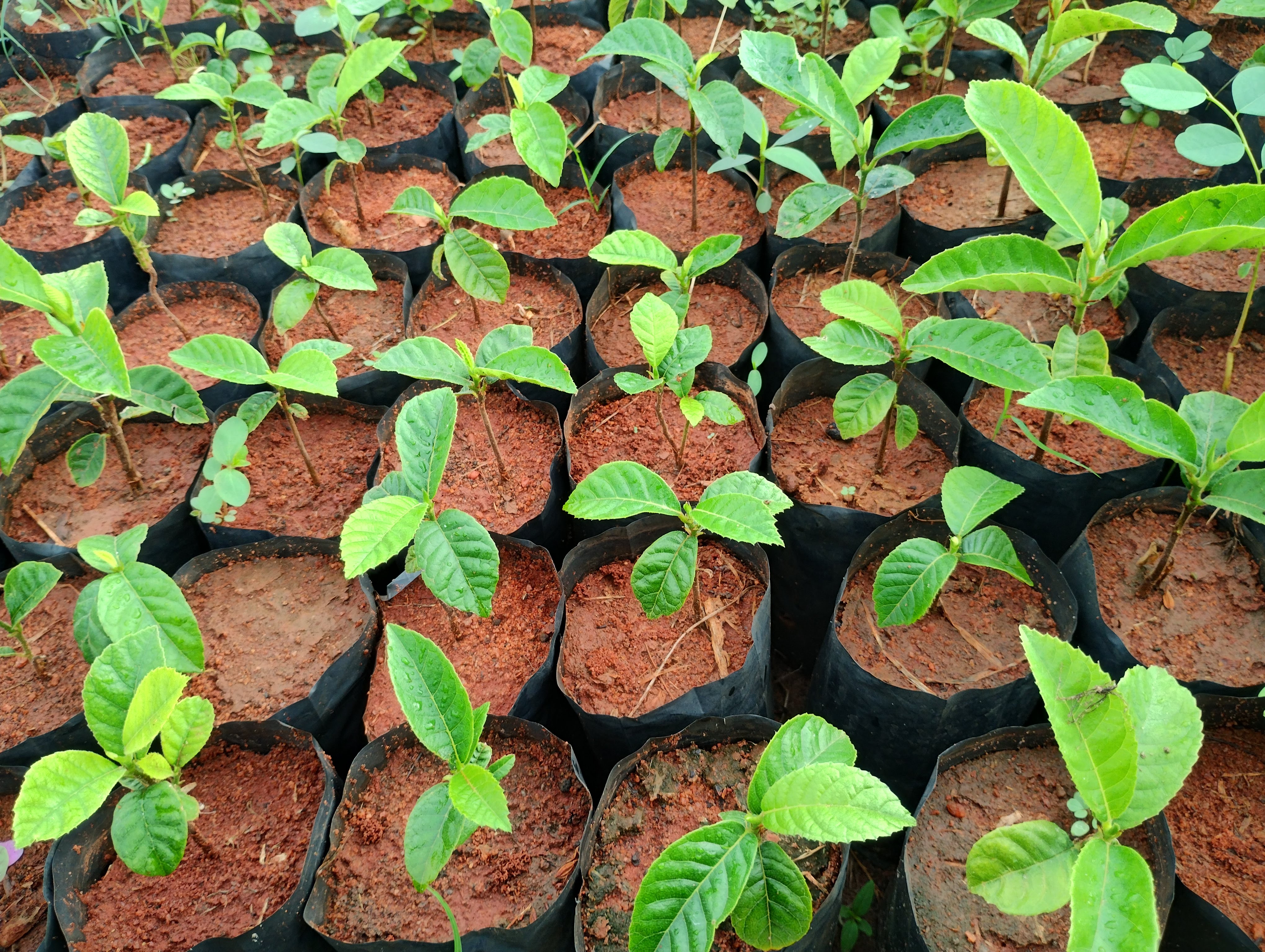 Artocarpus hirsutus,Wild Jackfruit, ayanipala, அயனிபலா