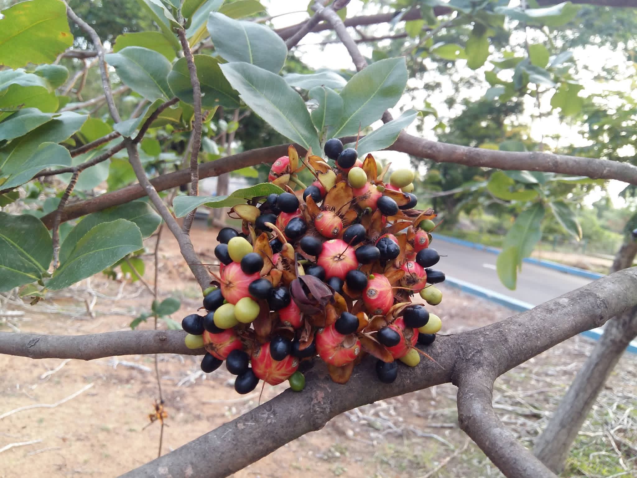 Ochna obtusata, Mickey Mouse Plant, silanthi, சிலந்தி 