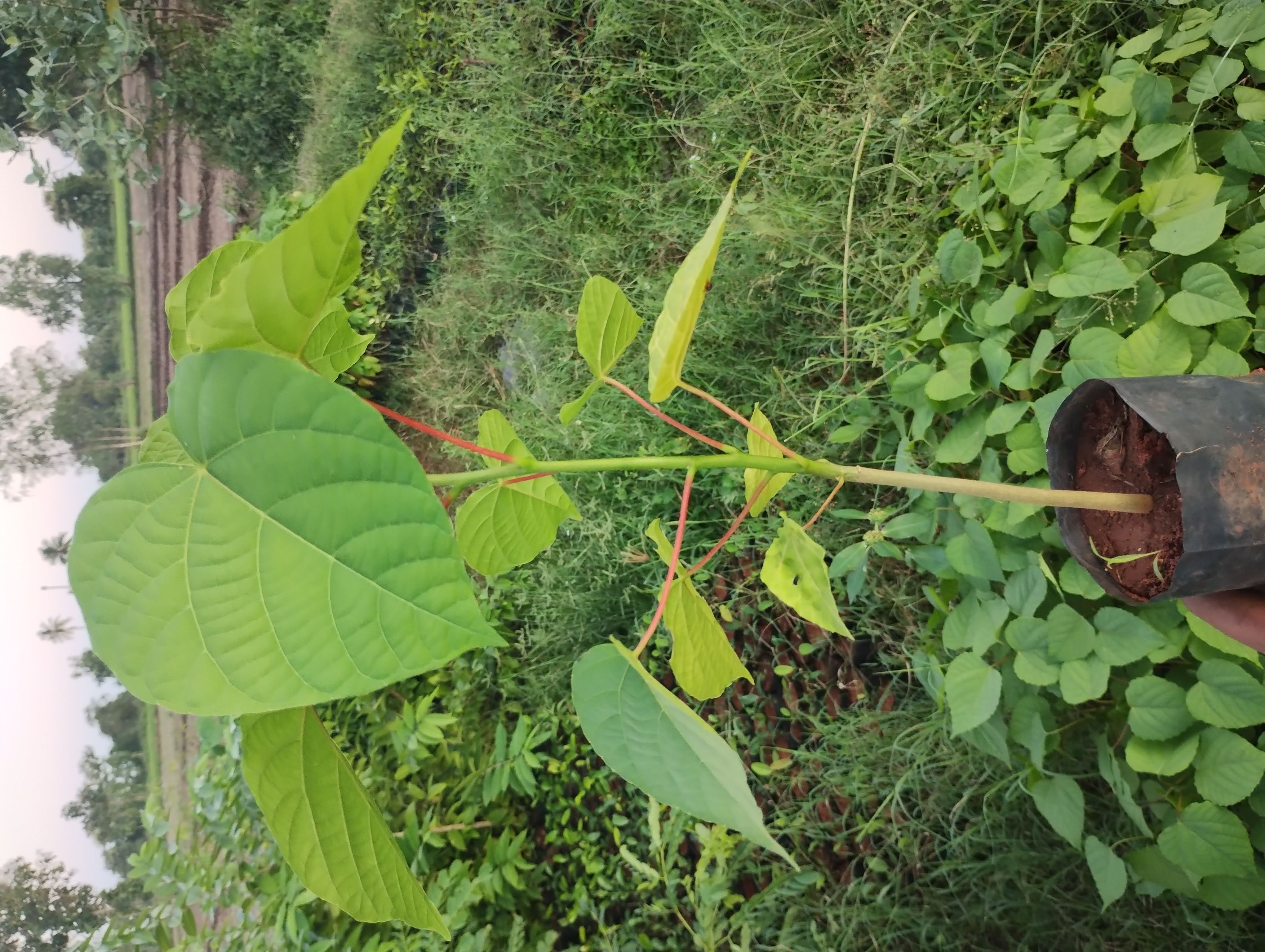 Trewia nudiflora, False White Teak, aathuarasu, kaanchimaram, ஆத்தரசு, காஞ்சிமரம்