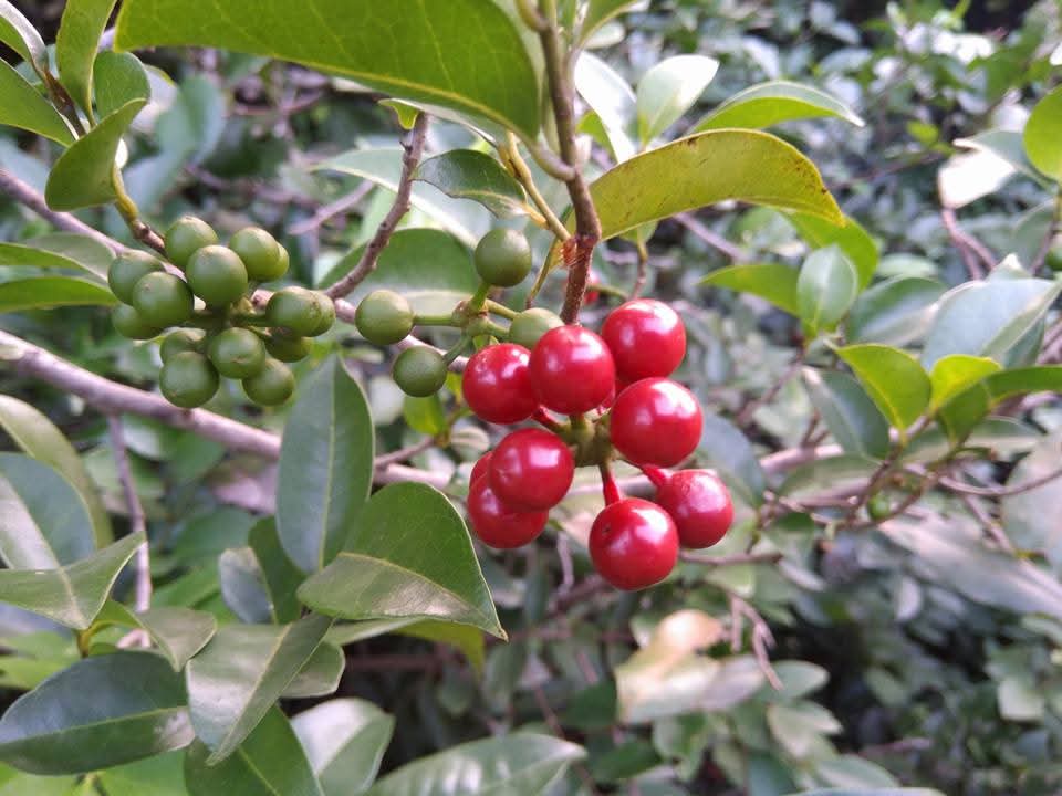 Polyalthia korinti, sirunetti, சிருநெட்டி