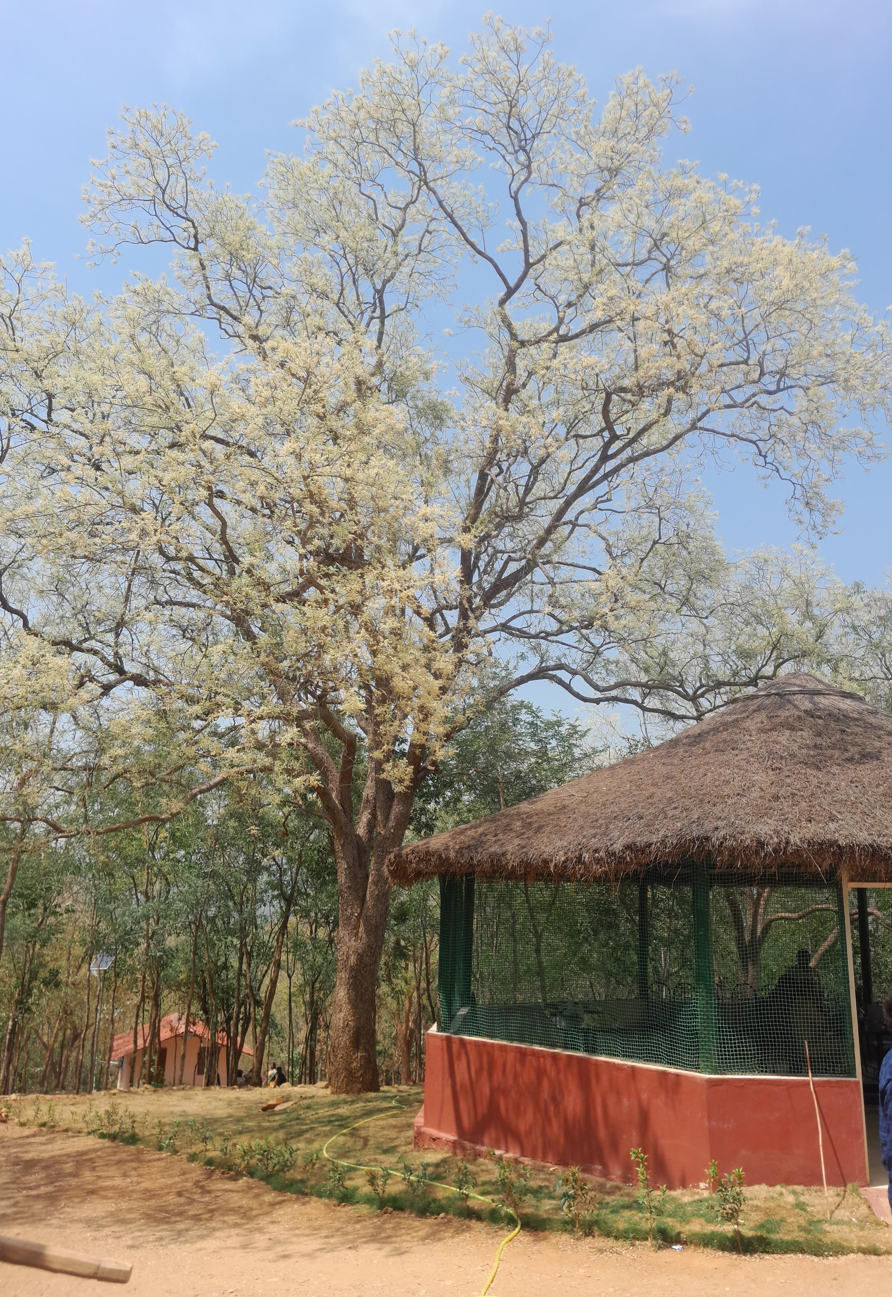 Chloroxylon swietenia, East Indian Satinwood, venporasu, வெண்பொரசு