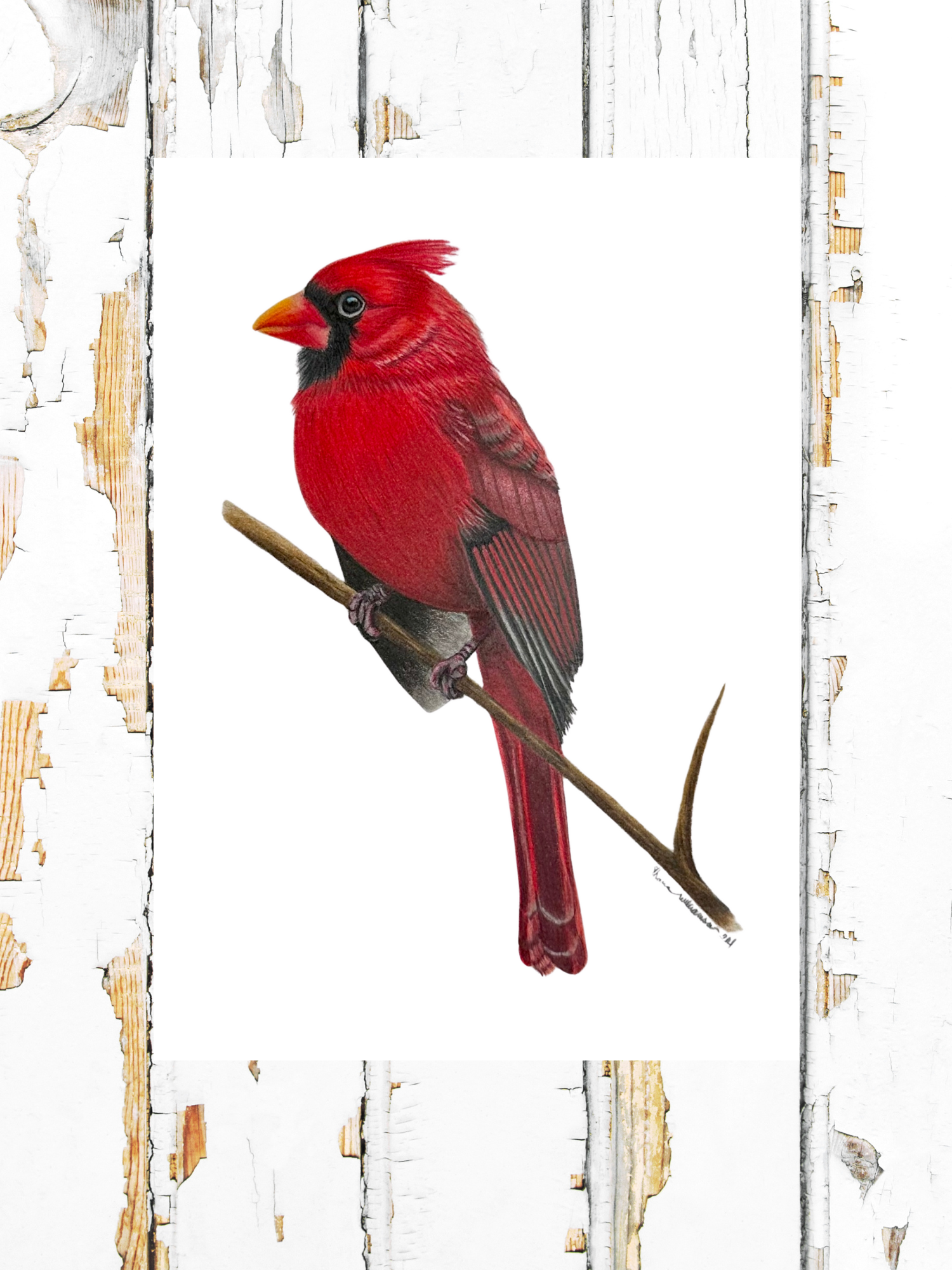 Cardinal HOT PRESSED Fine Art Print