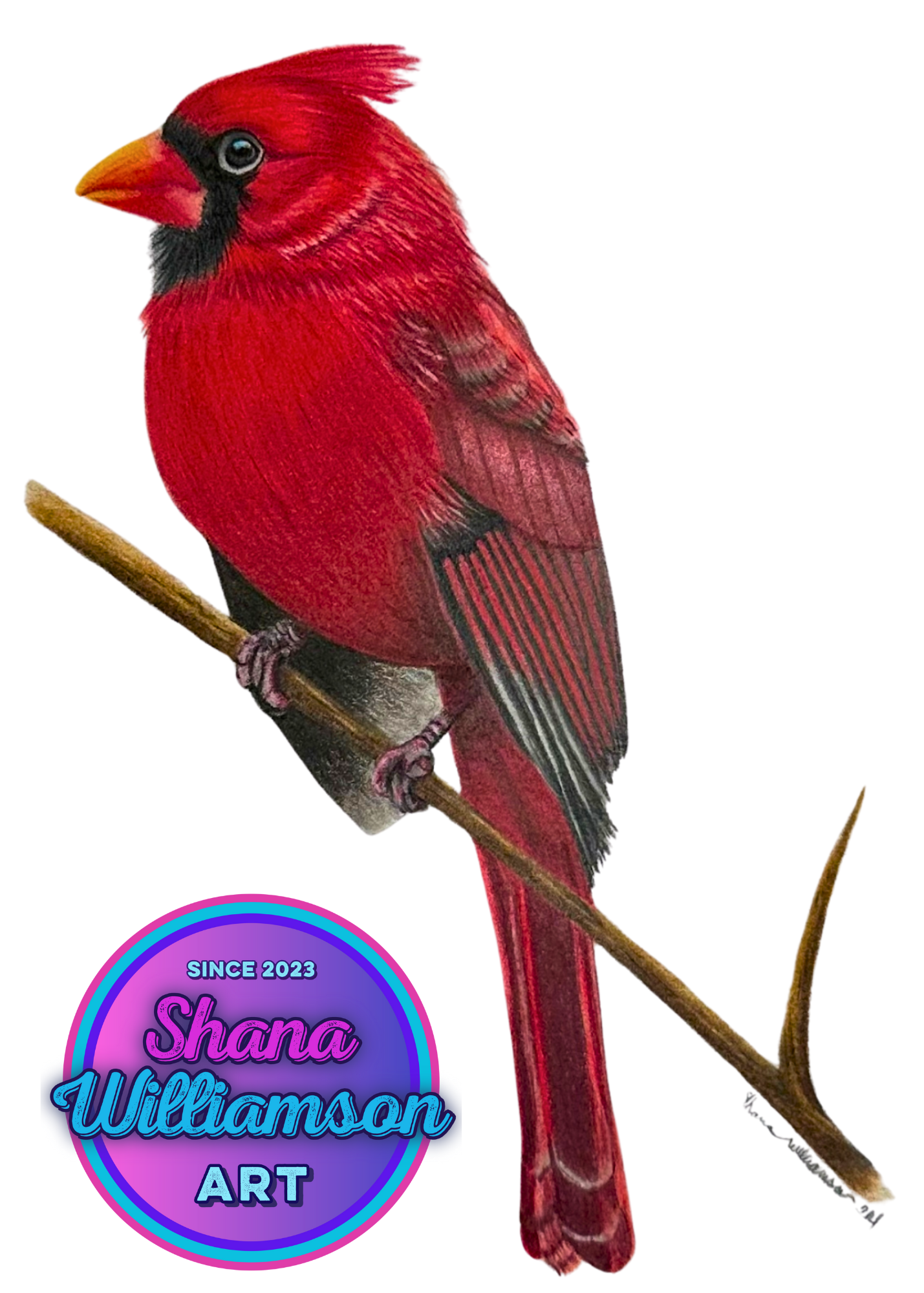 Cardinal HOT PRESSED Fine Art Print