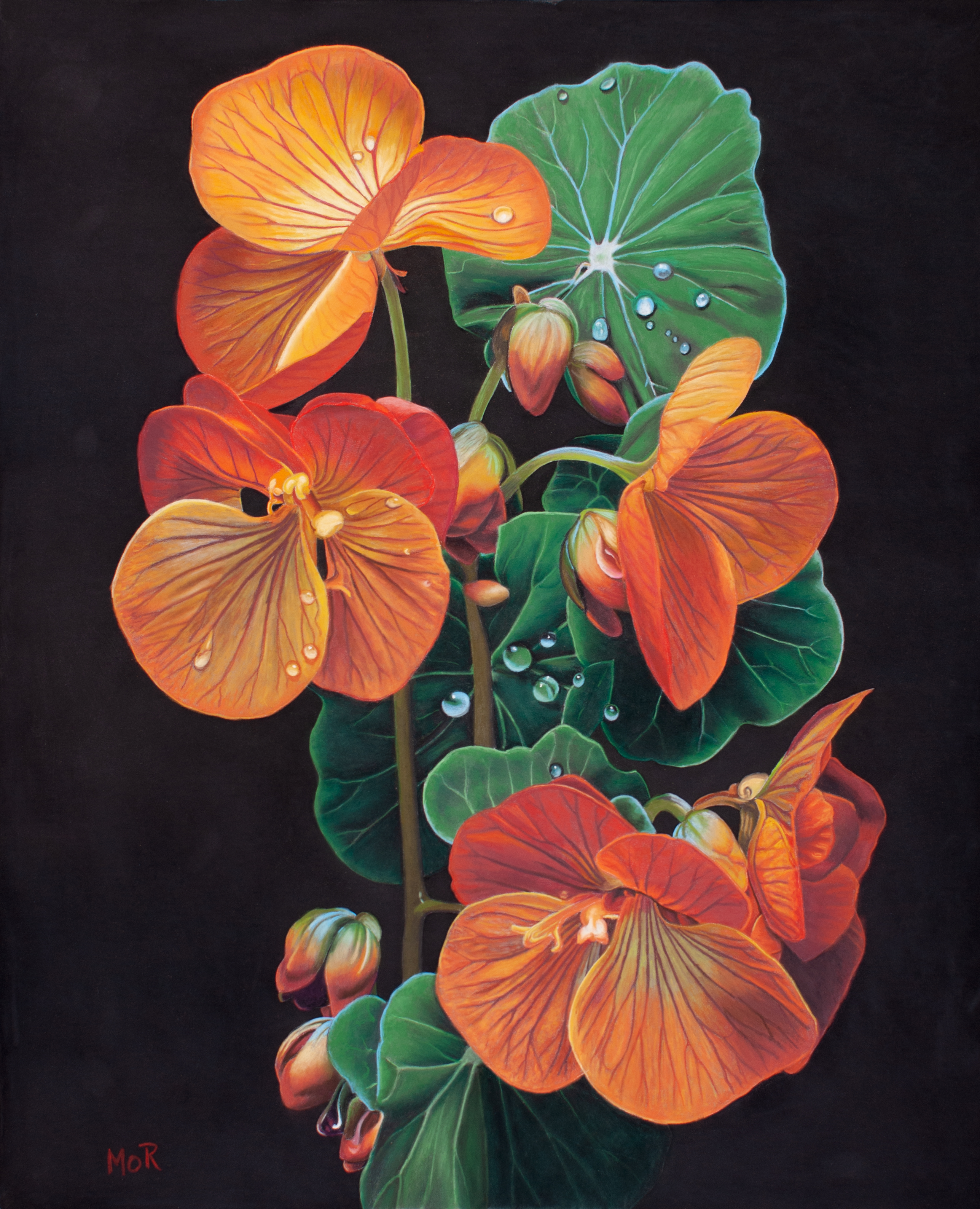Nasturtium in Bloom