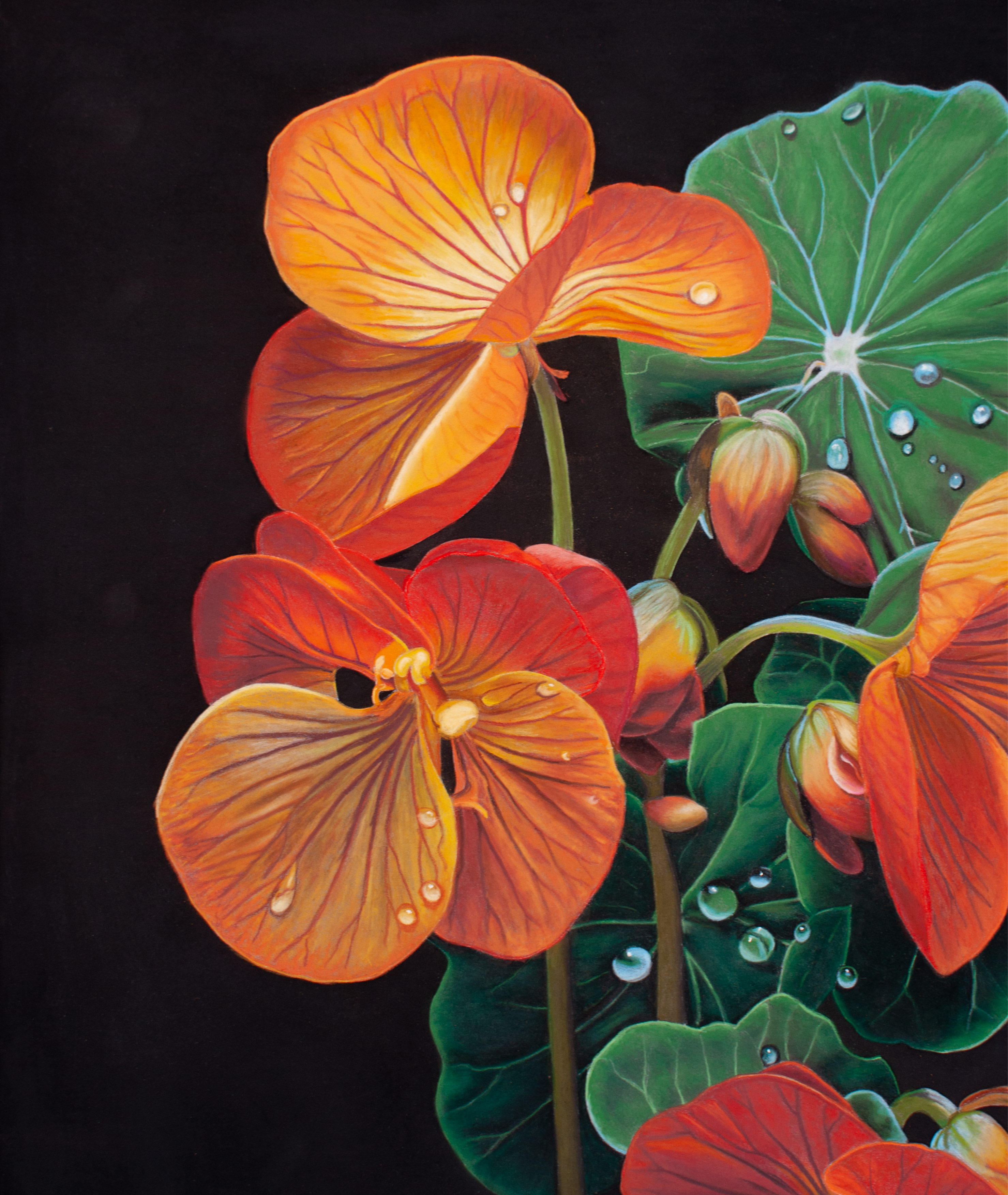 Nasturtium in Bloom