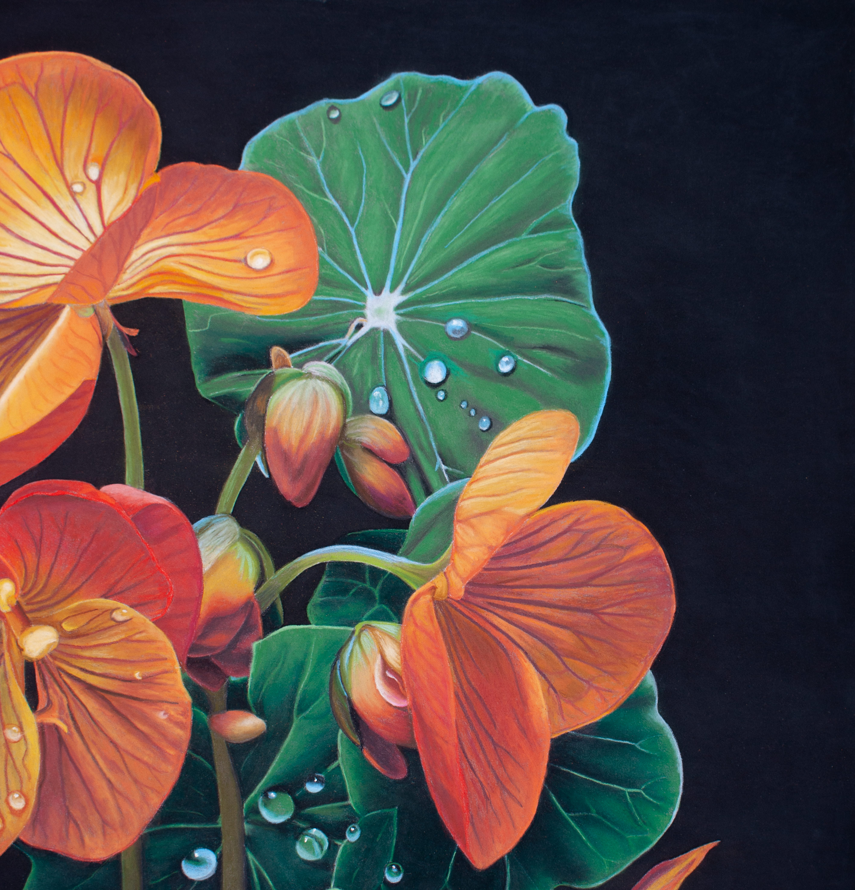 Nasturtium in Bloom