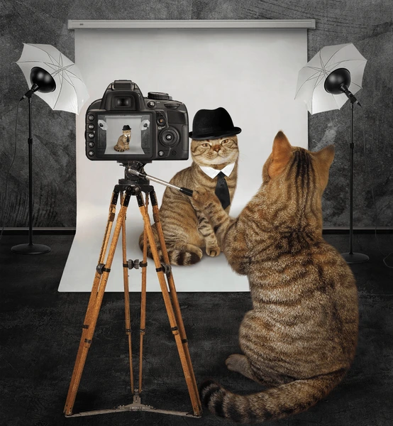 Cat Photoshoot Kit