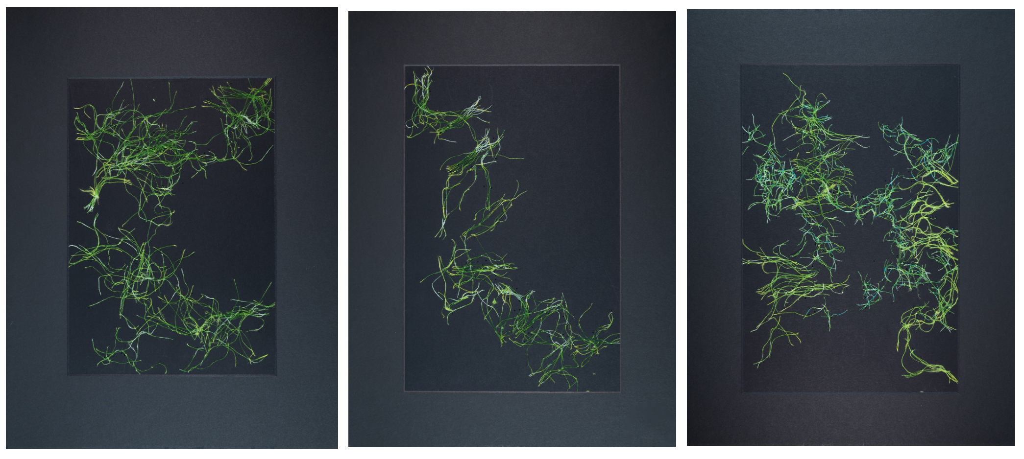 Filiforme Shapes 2025 Triptych