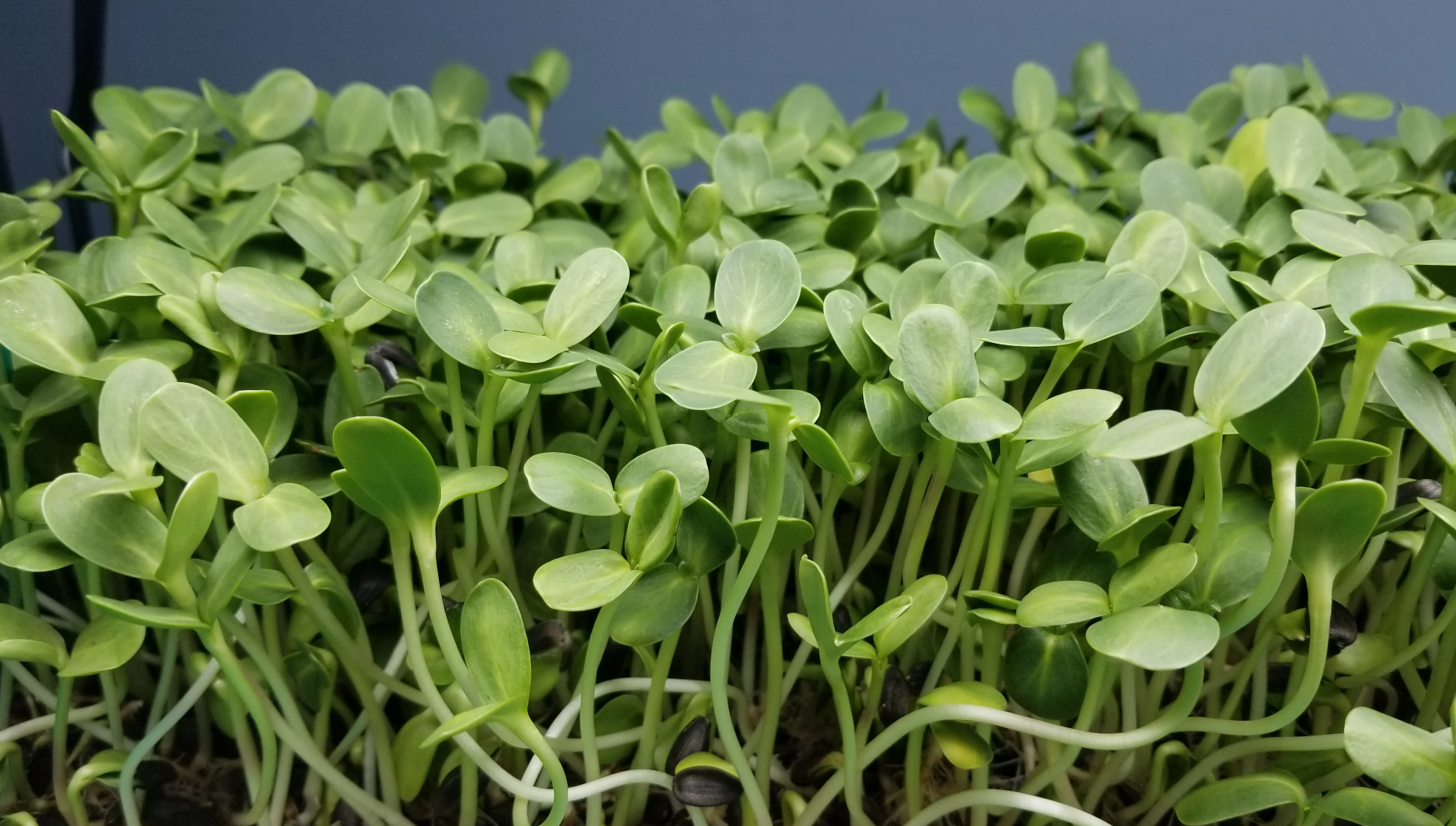 Sunflower Microgreens