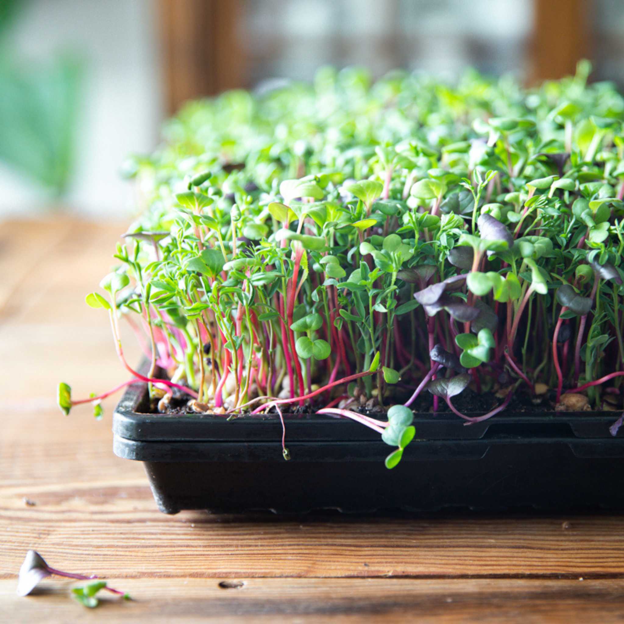 Radish Microgreens