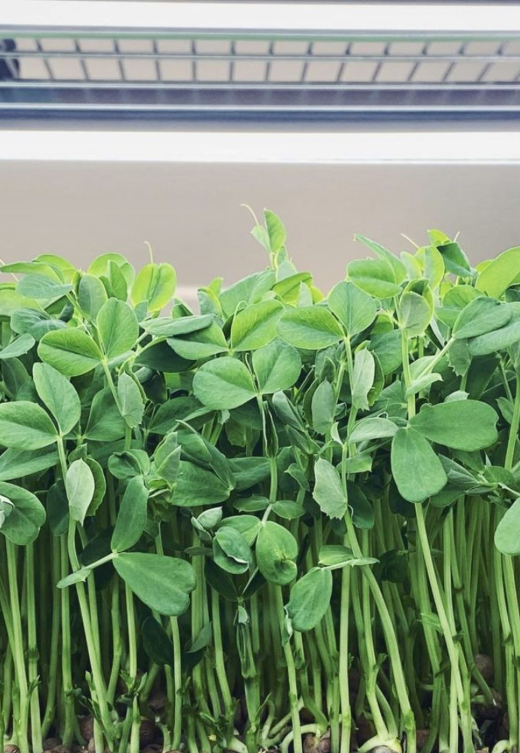 Fresh pea shoots