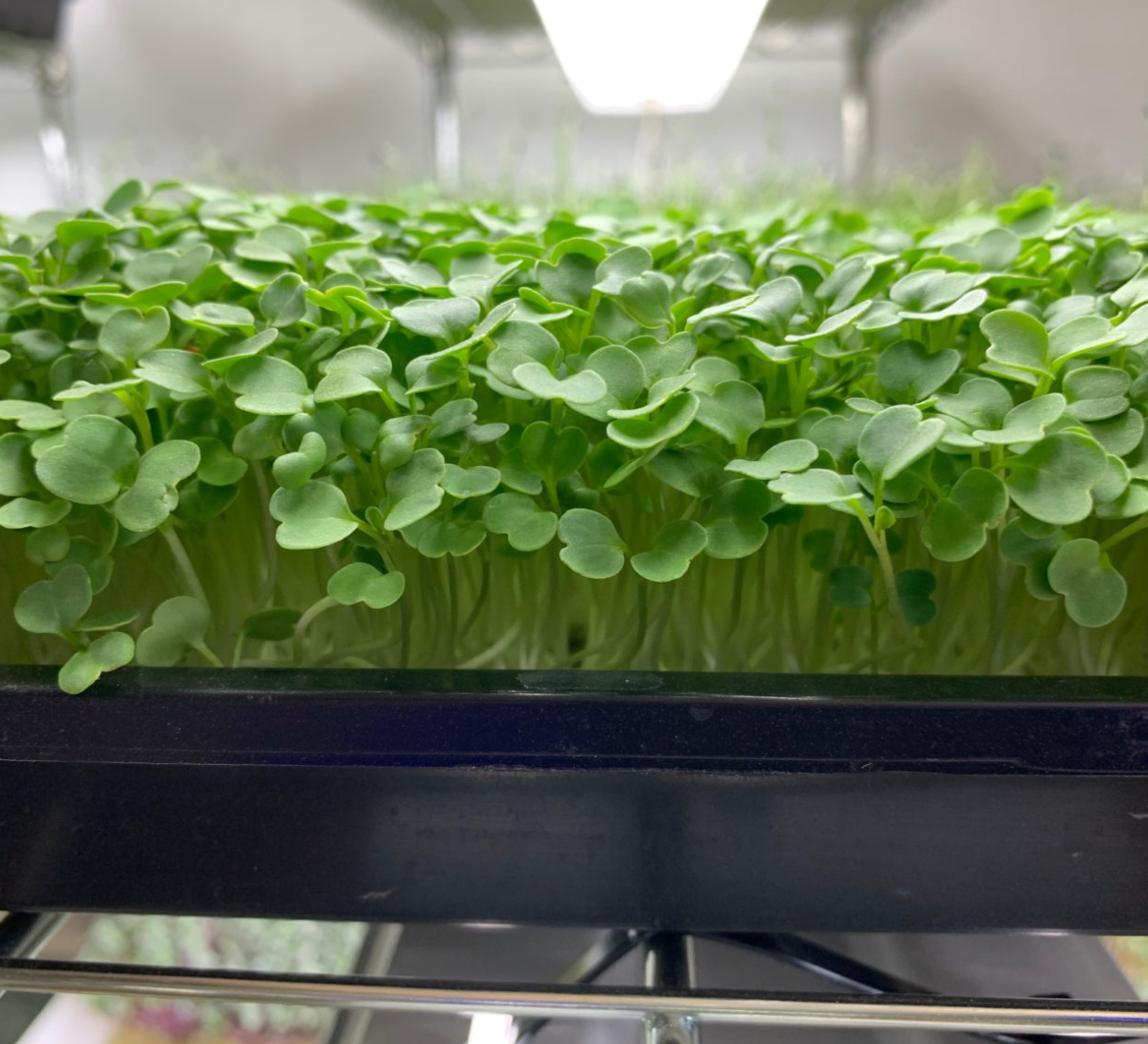 Arugula Microgreens 