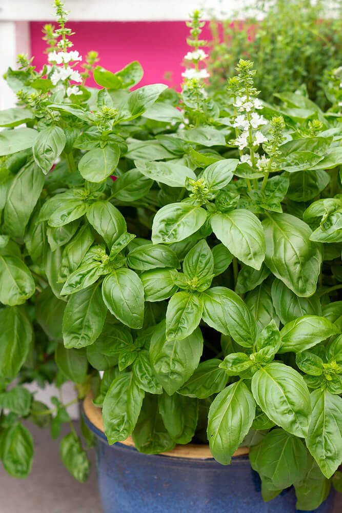 Herb - Sweet Basil