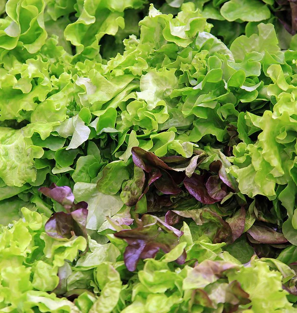 Lettuce - Eazyleaf Blend