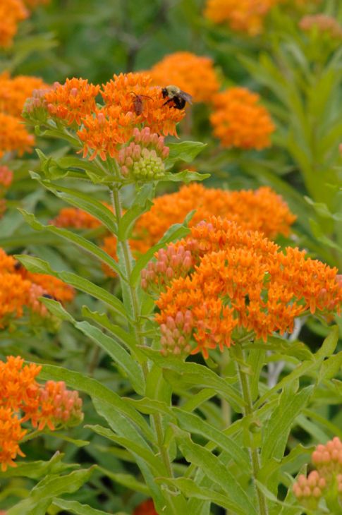 Butterfly Weed Milkweed