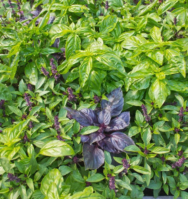 Herb - Kitchen Basil Blend